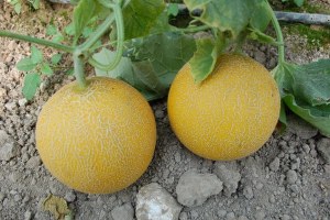 Biga da Kavun Hasadı Başladı