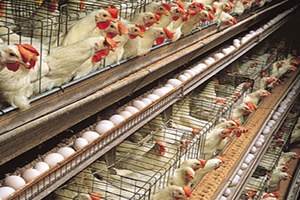 Türk Çiftçisine Rus Pazarı Denetimi