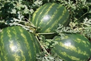 Karacabey Karpuzu Çiftçiyi Güldürmedi