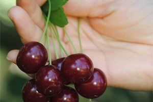 Meyve Sululuk Vişne Sezonu 1 5 Liradan Açtı