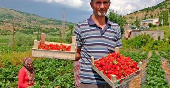 Köylerine Çilek Sayesinde Döndüler