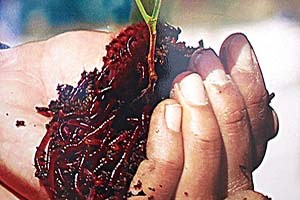 Solucan Gübresi ile Topraksız Tarım