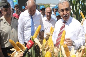 Adana da Bu Yıl 1 Milyon 160 Bin Dekara Mısır Ekildi