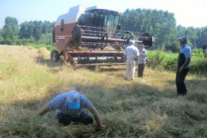 Düzce de Buğday Hasadı Kontrolleri Yapılıyor