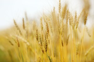 Buğday Üreticisi Sivas ta Umutlu Balıkesir de Üzgün