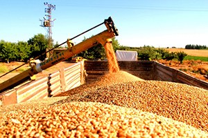 Diyarbakır da Buğday Veriminde Büyük Artış