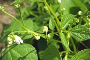 Fasulye Üreticisi Umutlu