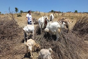 Sutyenli Keçiler Görenleri Şaşırtıyor