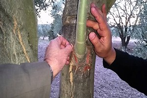 Kırıkhan da Yabani Zeytin Aşılama Çalışmaları