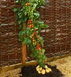 Hem Domates Hem Patates TOMTATO DOMPAT