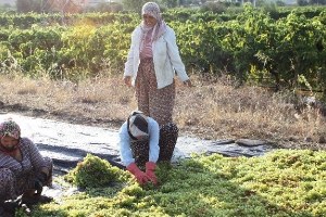 Alaşehir de Üzüm İşçi Ücretlerine Yüzde 10 Zam