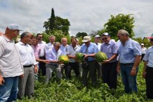 Samsun un Bafra ilçesinde Karpuz Hasadı Etkinliği düzenlendi