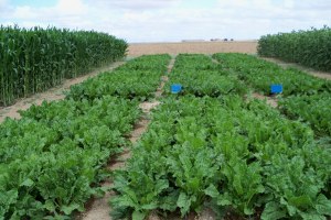 Bozkır da Organik Tarım Projesi Başlatılıyor