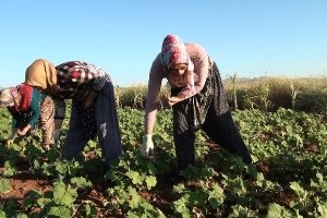 Çal İlçesinde Bamya Hasadı Başladı
