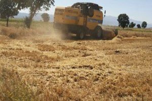 Çiftçiler Farelerle Mücadele İçin Mucit Oldu