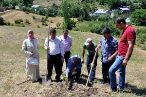 Gümüşhane de Ceviz Fidanları Toprakla Buluştu