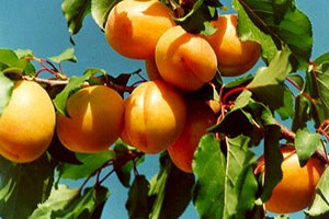 Kuru Kayısı Rekoltesinde 8 Kat Artış Bekleniyor