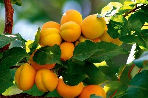 Kayısı Yetiştiricileri Malatya da Buluşacak