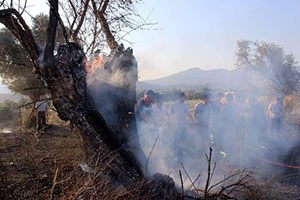 Mehmetçik Antik Kent Ve Zeytinler İçin Seferber Oldu