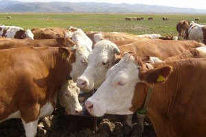 Seydişehir de Damızlık Düve Dağıtıldı