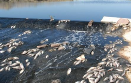 Akarçay da Balık Ölümleri