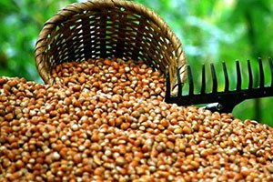 Fındıkta rekolte tahmini karmaşası