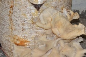 İstiridye Mantarı Üretiminde Olumlu Sonuç Elde Edildi