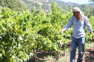 İzmir in Unutulan Misket Üzümü Yeniden Yetiştiriliyor