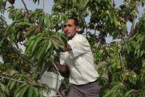 Muş ta Kiraz Bereketi