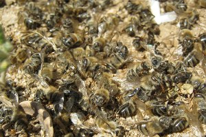Ot ilacından 300 kovan bal arısı telef oldu