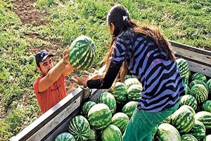 Tarlada para etmeyen karpuz marketlerde 1 5 liradan satılıyor
