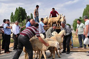 Van da Çiftçilere Damızlık Koç Dağıtımı