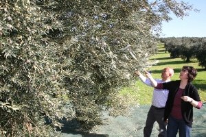 Zeytinciler Dünya İthalatçılarını Ağırlayacak