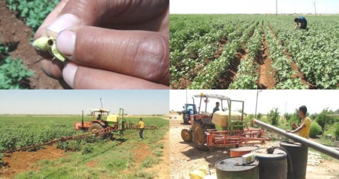 Pamuk Üreticisine Yeşil Kurt Uyarısı