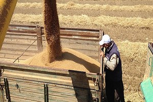 Tahılda bereket yılı