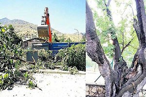 170 yıllık anıt ağacı hükümet konağı için kesildi