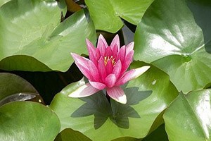 Bu çiçeği koparana 38 bin lira ceza