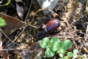 Gergedan Böceği Toplamak ve Satmak Suç Sayılacak