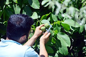 İskilip te Ceviz Envanter Çalışması Sürüyor