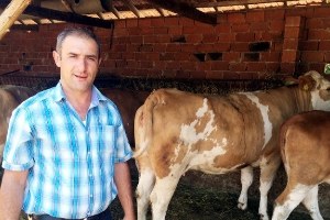 Kütahya da Gebe Düve Dağıtımı