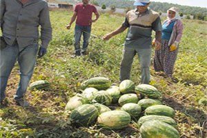 Fiyatı 10 Kuruşa Düşünce 40 Bin Ton Karpuz Tarlada Kaldı
