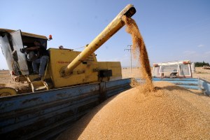 Hububat Üreticisinde Rekolte Sevinci