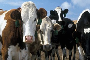 Yine bayram öncesi yine ithalat ve fiyat kavgası