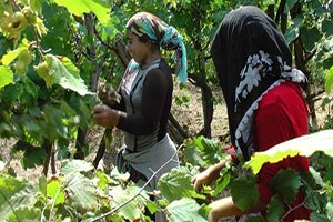 Mevsimlik tarım işçileri fındıktan umutlu