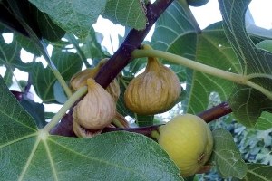 Özdamar İncir Koruma Altına Alınmalıdır