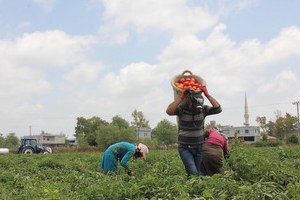 Suriyeli Mülteciler Tarımda Ucuz İşgücü Oldu