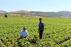 Burdurlu Fasulye Üreticisi Dertli