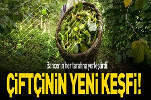 Fındığını müzik ile koruyor