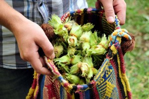 Fındık Üreticisine Hasat Uyarısı