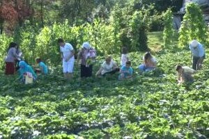 Karadenizli Fındık Üreticileri Çilek de Yetiştiriyor